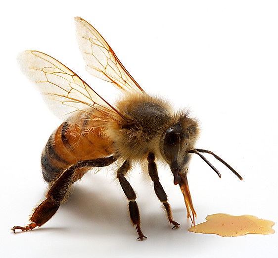 anzer arısı