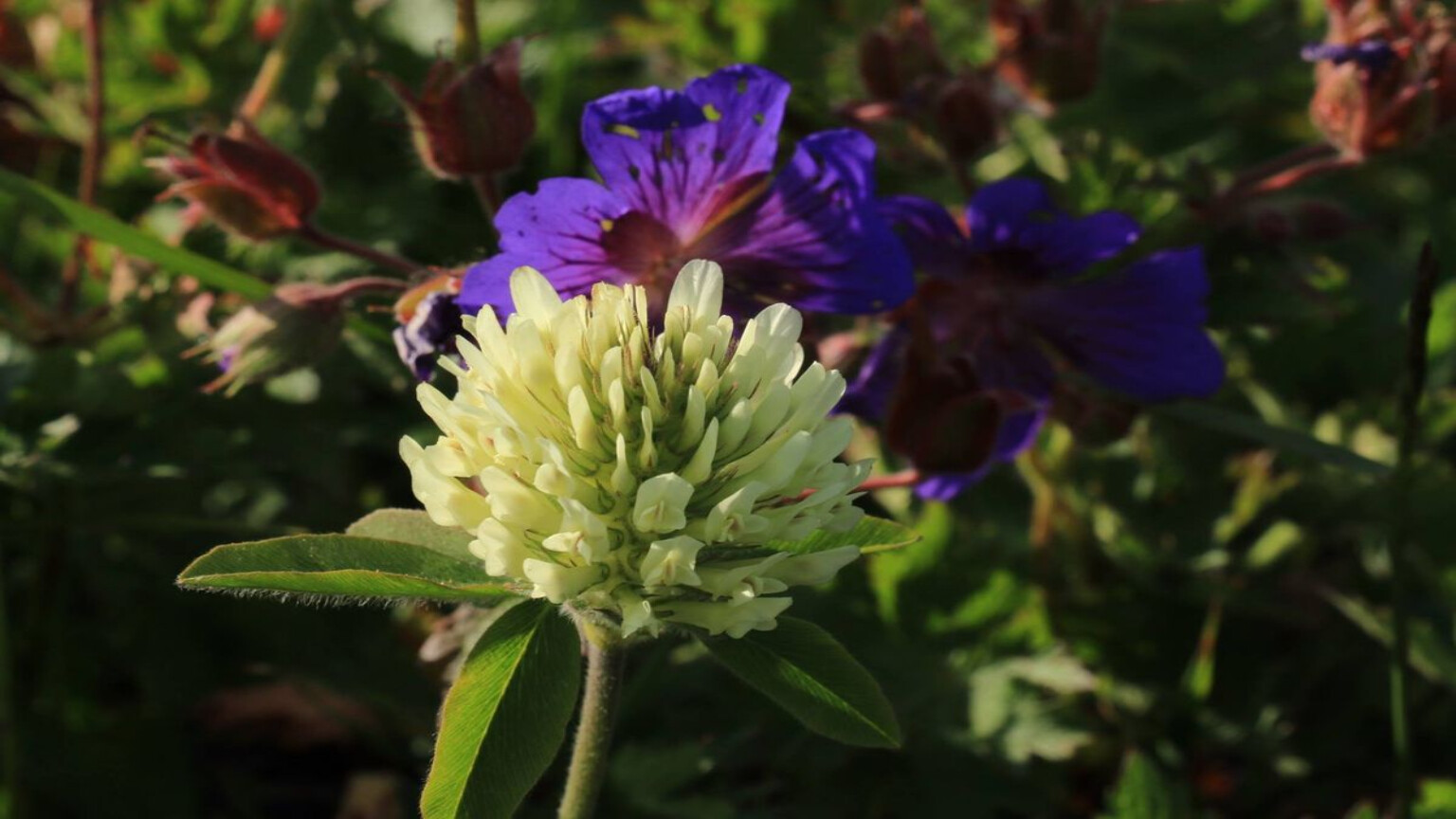 ANZER BALLIKÖYÜ KOOOPERATİFİ