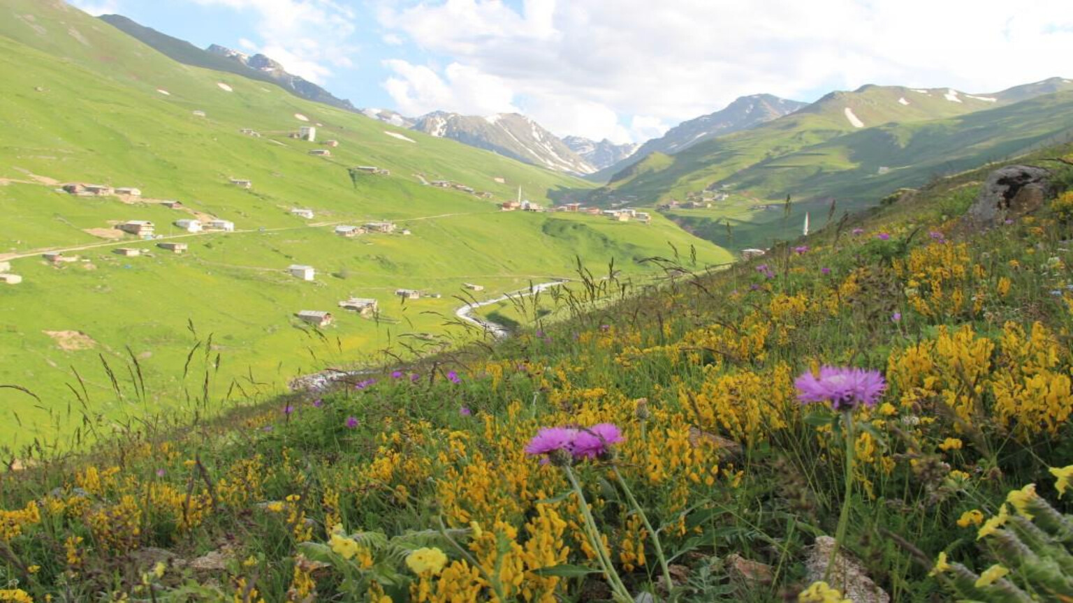 2019 -2020  YILI ANZER BALI HASATI 