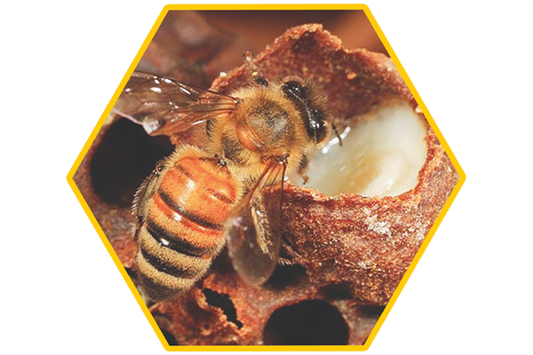 Saf Yerli Arı Sütü 10 gr, Anzer Balı Kooperatifi 2025 - 2026 - 4